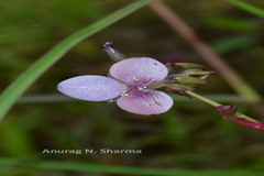 Murdannia gigantea